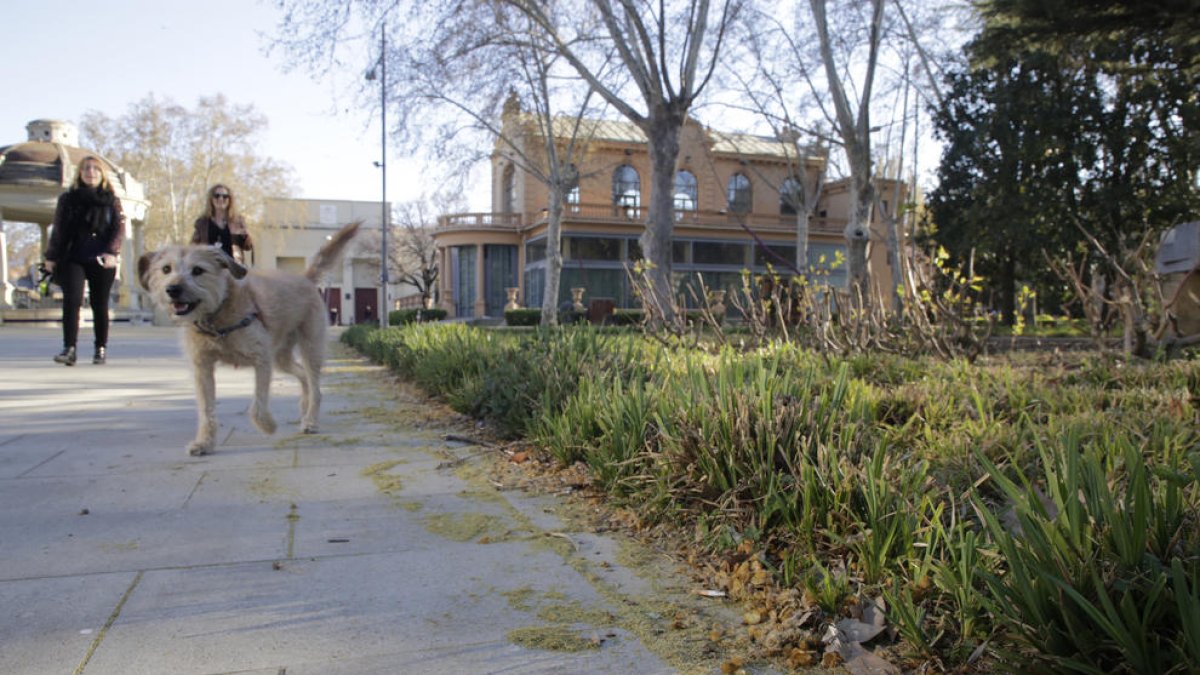 Comienza la concentración de polen de plátano en Lleida.