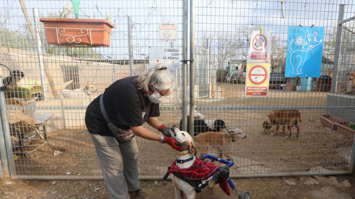 Una voluntària de Progat al refugi.