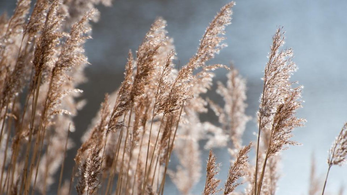 Fina Masip, a qui li van diagnosticar al·lèrgia al pol·len fa 30 anys, viu a prop del parc de la Mitjana.