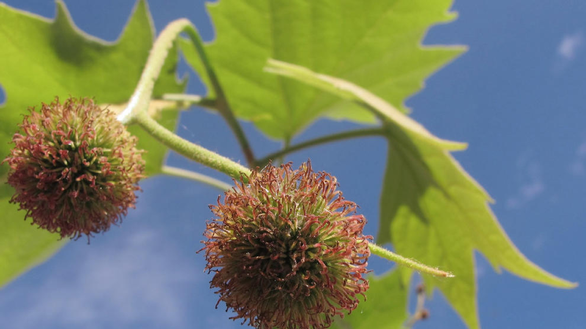 Amb la sequera les plantes posen més esforç en reproduir-se i les quantitats de pol·len són extraordinàries.