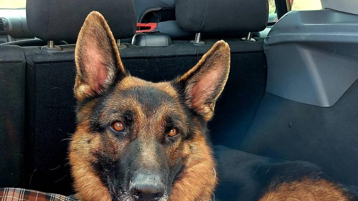 Imagen de Trèvol, un pastor alemán de cuatro años.