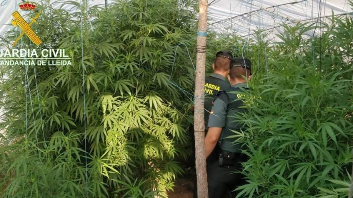 Les 12 plantes tenien una mida molt gran i van pesar 70 quilos en total.