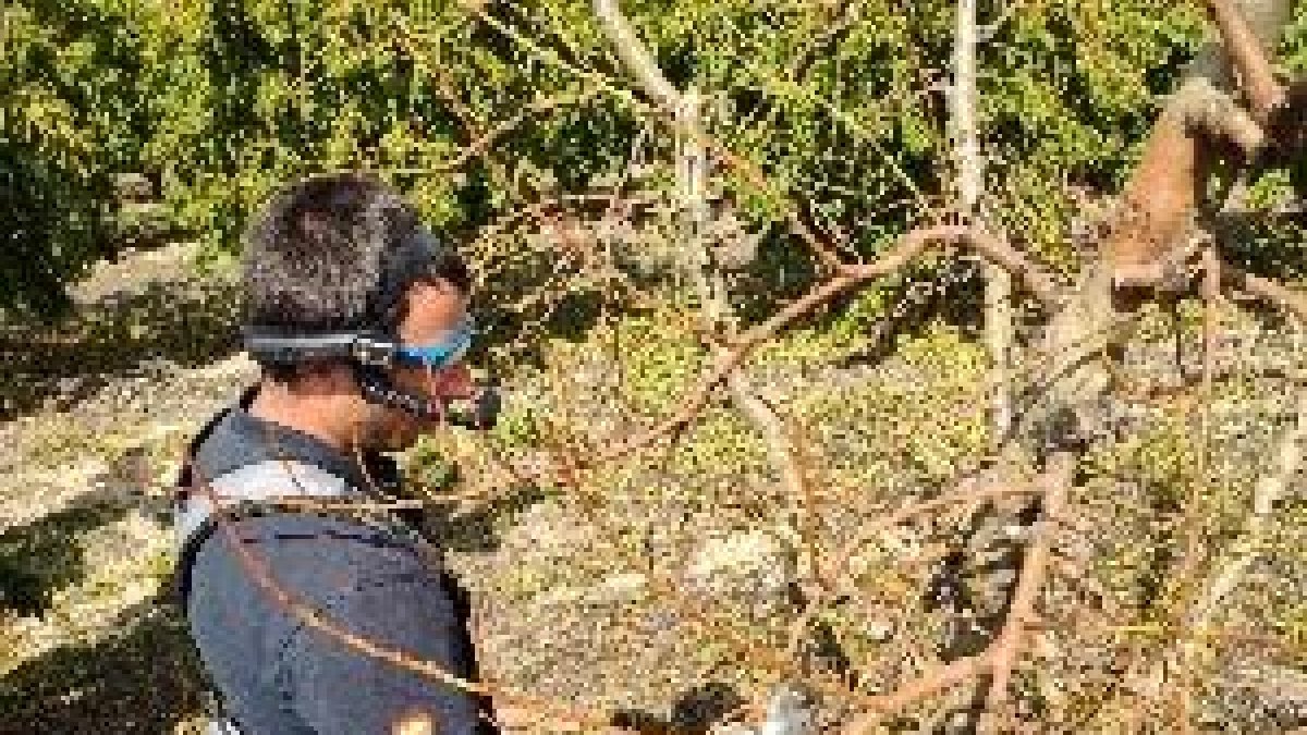 Del camp connectat a la poda en remot: així canviarà el 5G l'agricultura