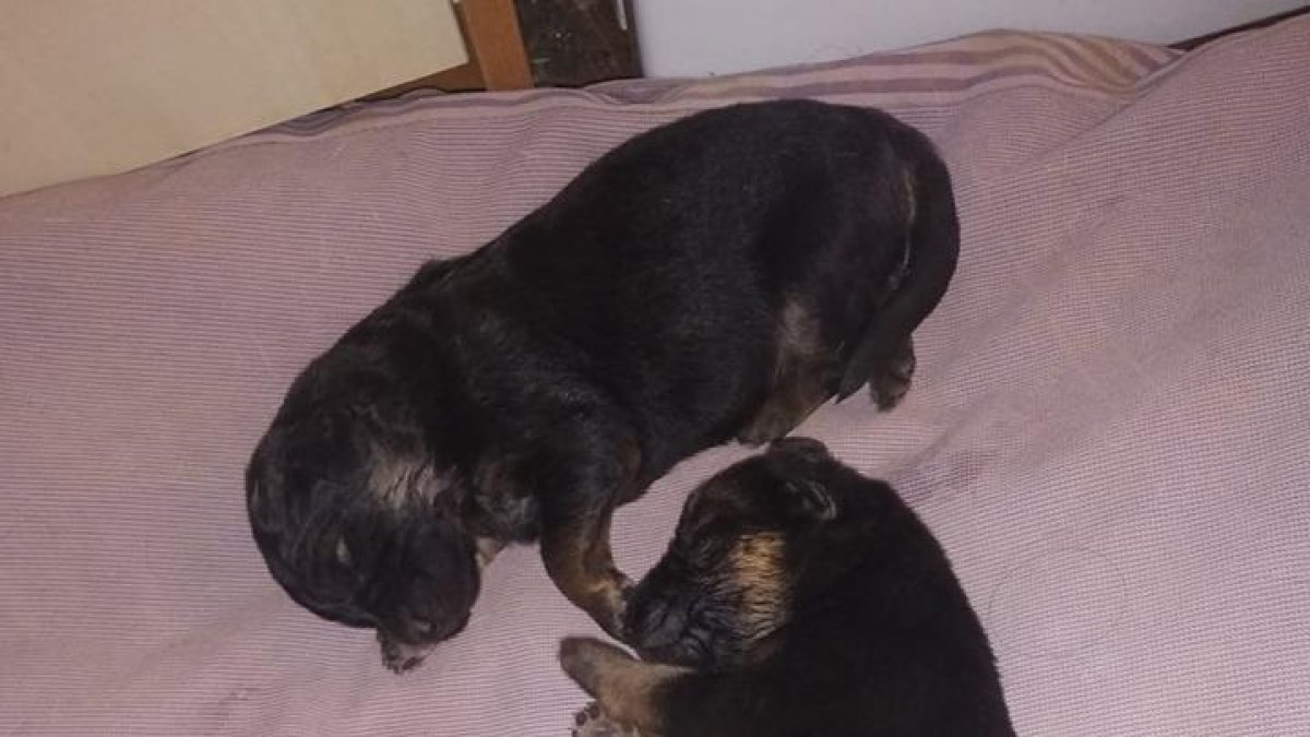 Los cachorros abandonados en Les Borges Blanques.