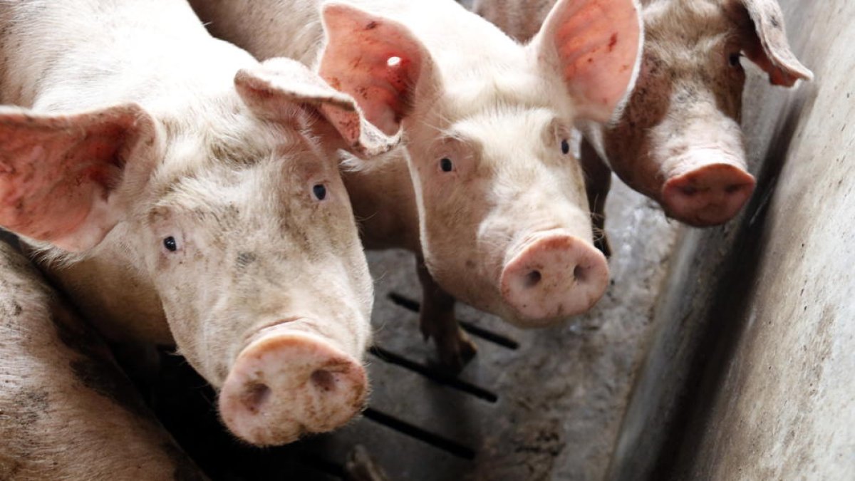 Imatge de porcs en una granja d’Alcarràs.