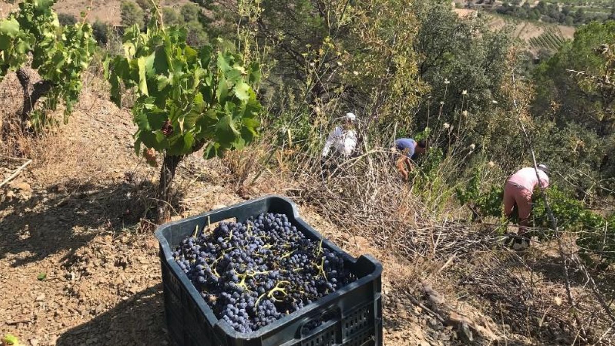 El Priorat, vi sense aigua