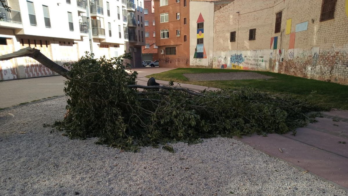 Cae una rama de grandes dimensiones sobre un pipicán de Balàfia