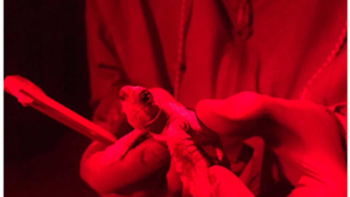 Una de les cries que van nàixer dissabte a la matinada.