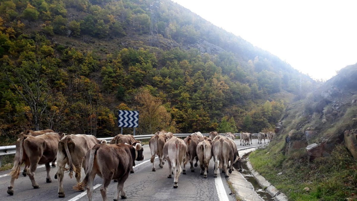 Un rebaño de vacas bajando de la montaña de Lladorre, en el Pallars Sobirà, durante septiembre de 2020.