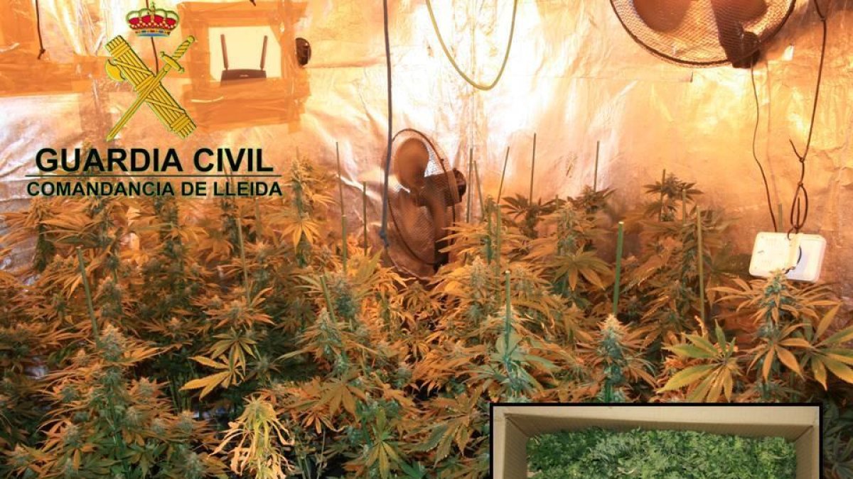 Detingut per tenir més de 130 plantes de marihuana en un habitatge proper a Lleida
