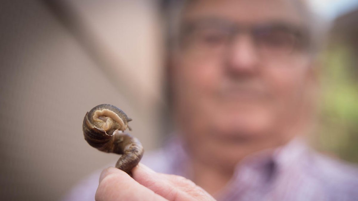 Miquel Grustan, mostrando ayer el caracaol con forma de cuerno.