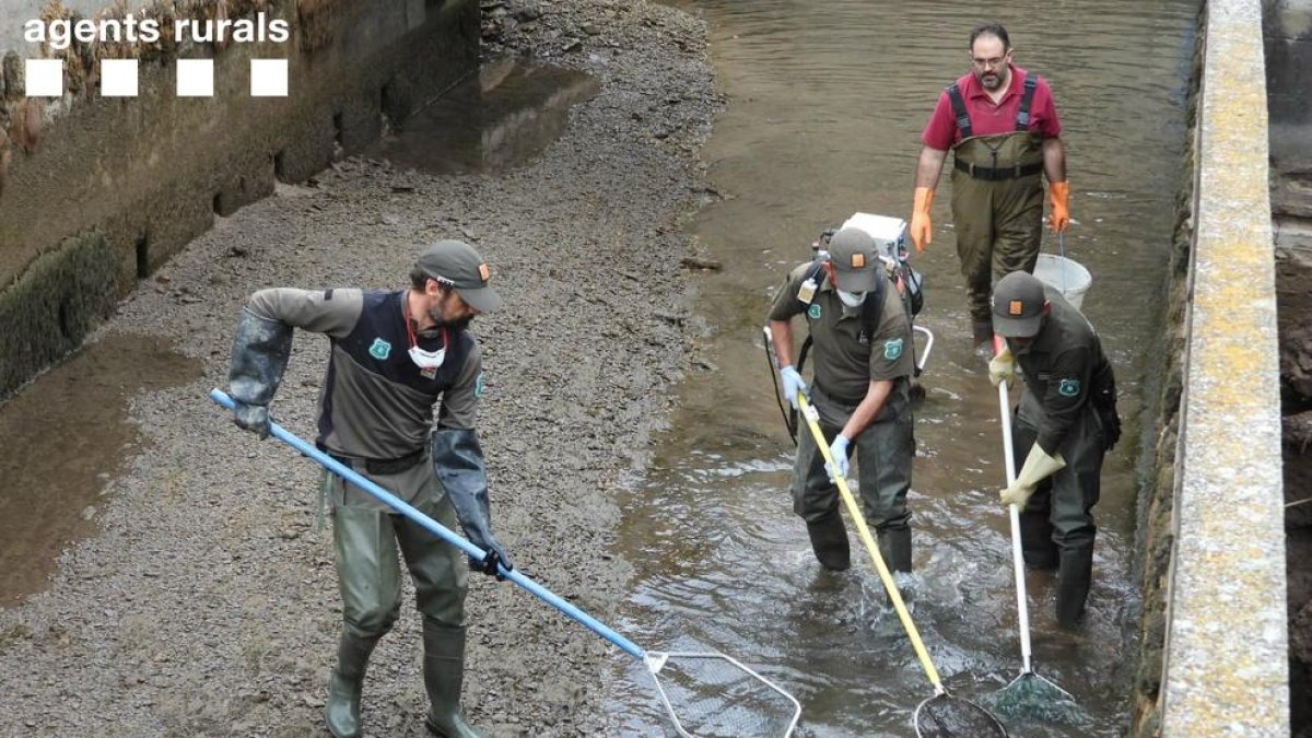 Rurales rescatando lo peces.