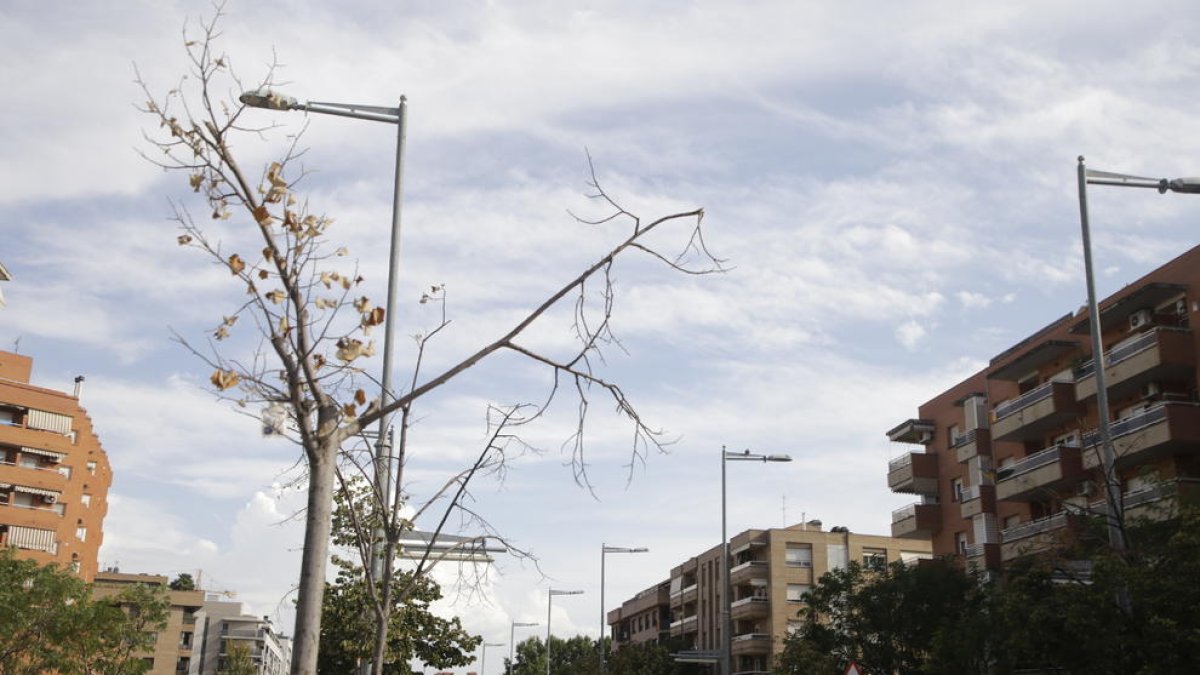 Imatge d’arxiu d’arbres morts a Corregidor Escofet.