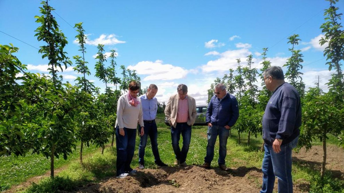 Ribes va visitar ahir una finca de l’Horta amb danys causats per senglars.