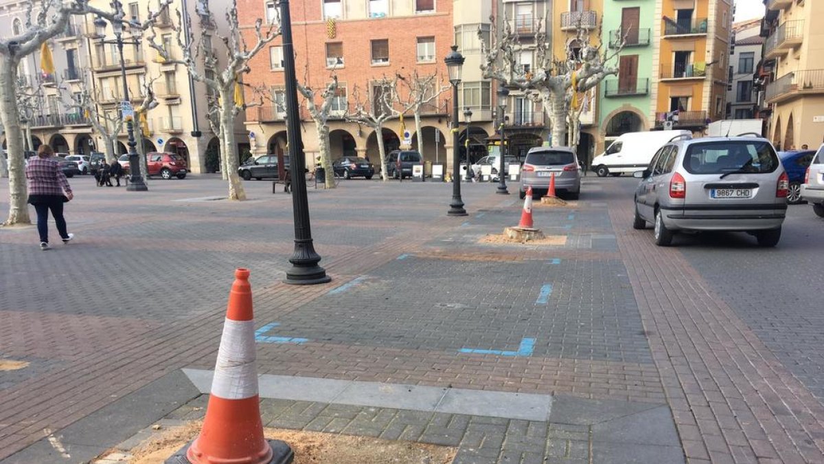 Imatge dels troncs dels plataners de la plaça Mercadal.