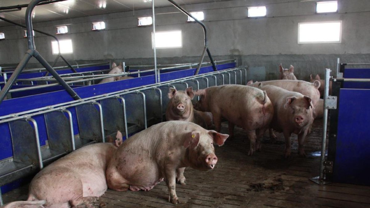 Imagen de archivo de una explotación de porcino de las comarcas de Lleida.