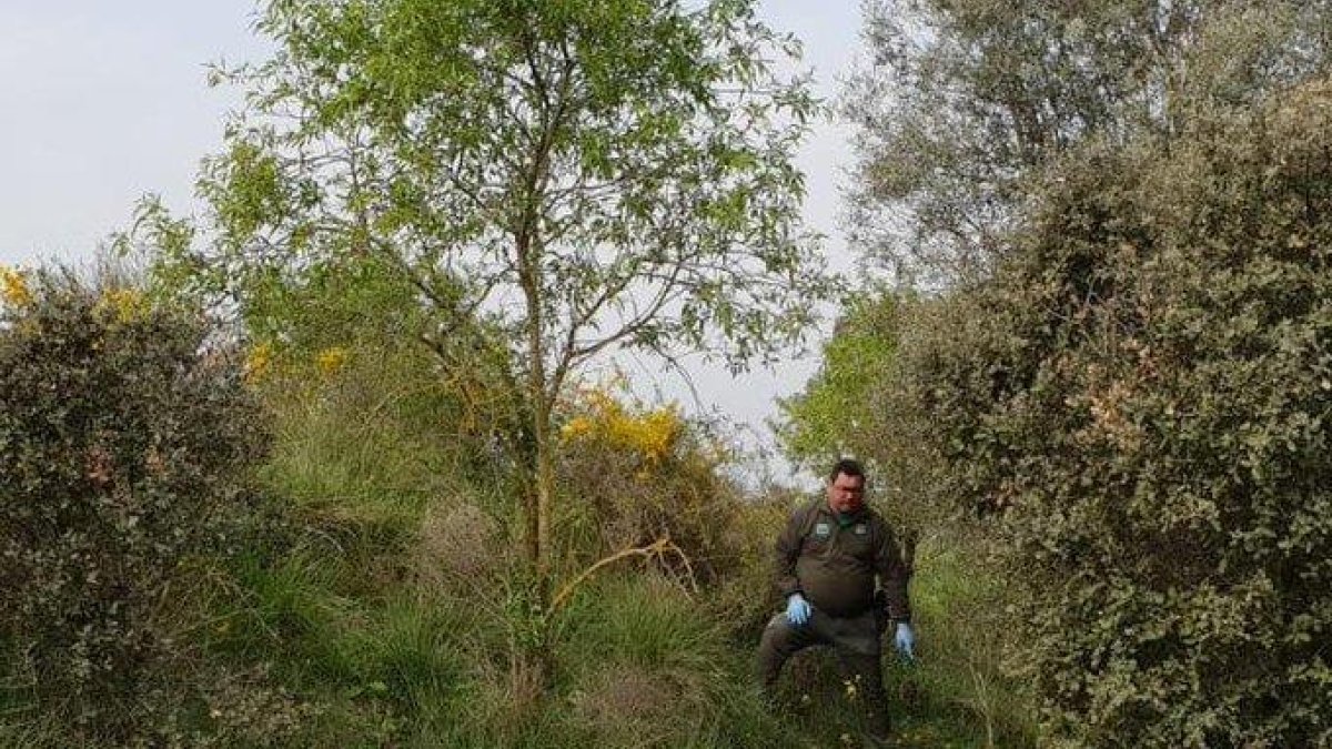 Un agente rural muestra en lugar en el que fue hallado el galgo.