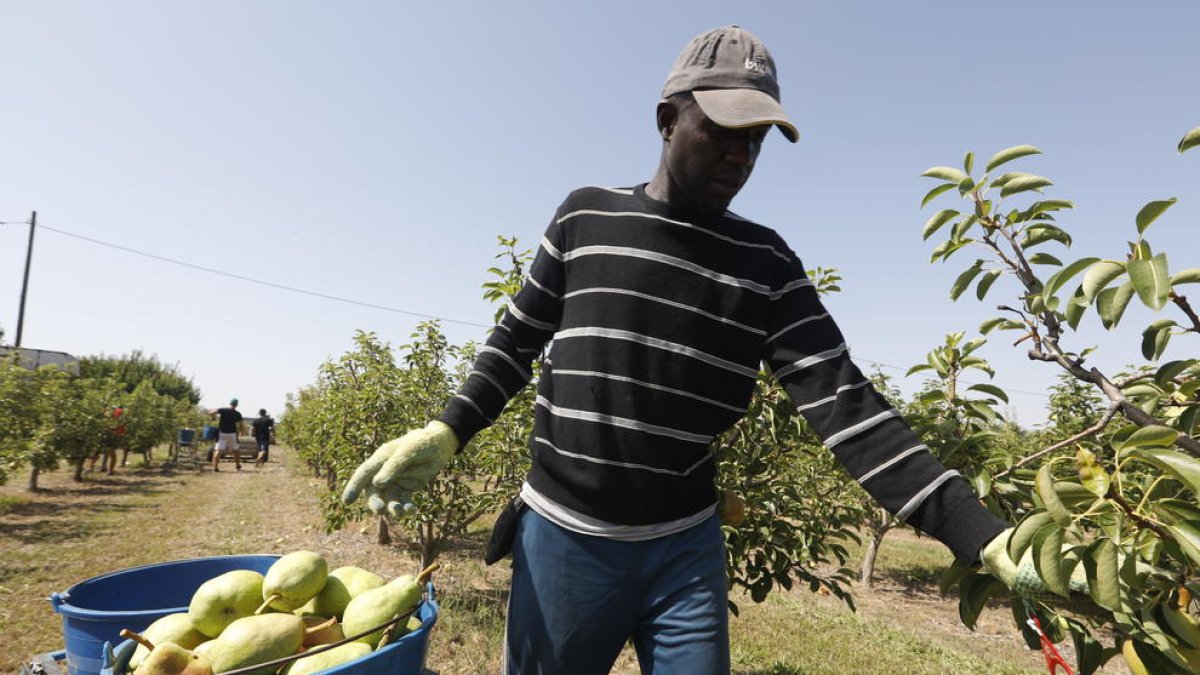 Un temporero recogiendo ayer peras Limoneras en una finca de l’Horta de Lleida.