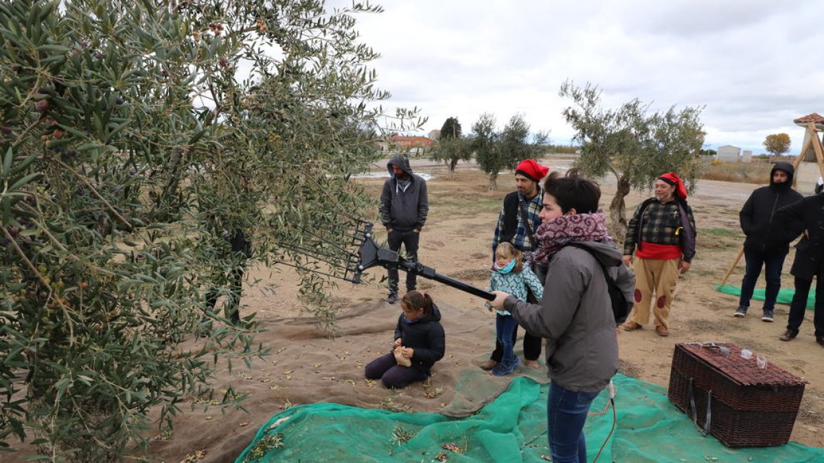 Los visitantes pudieron participar en la recolección de aceitunas durante el día.