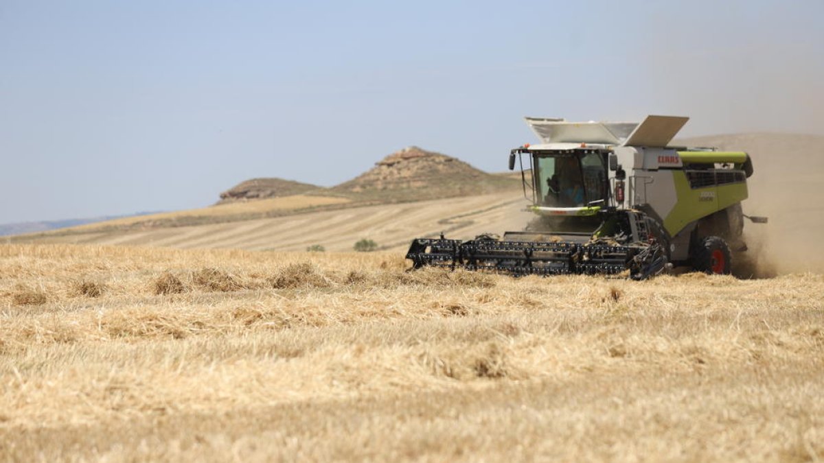 Una cosechadora trabajando a pleno rendimiento el sábado.