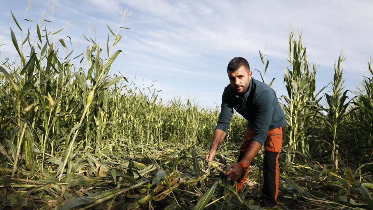 El pagès Toni Martínez mostra danys causats per senglars en camps de panís.