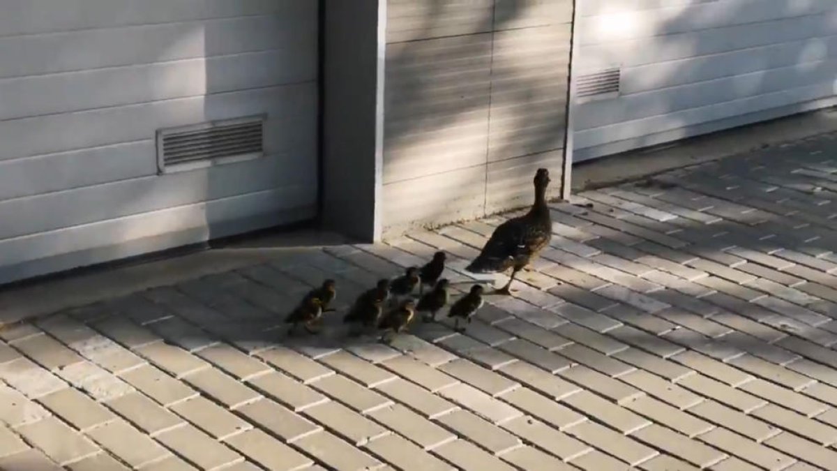 Una pata y sus crías se refugian en un jardín en Cappont