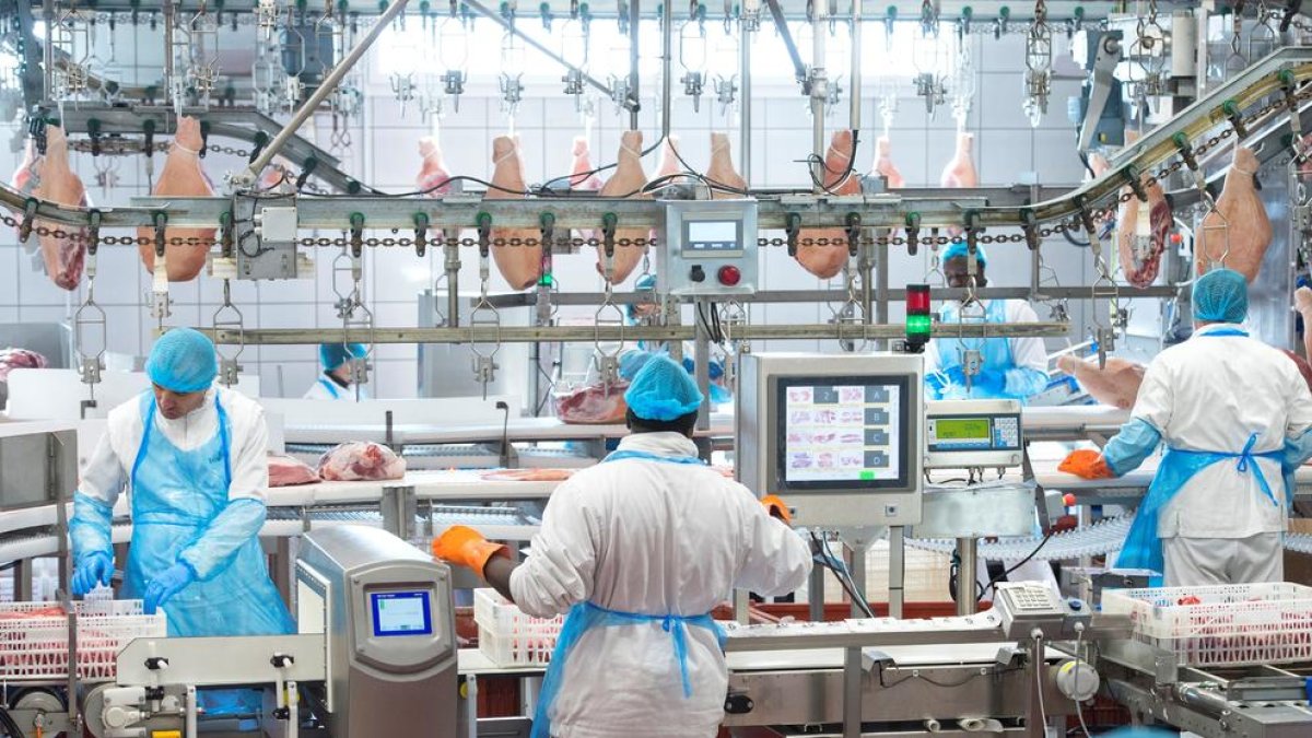 Sala de despiece de porcino de BonÀrea en su complejo La Closa de Guissona, la líder en el sector.