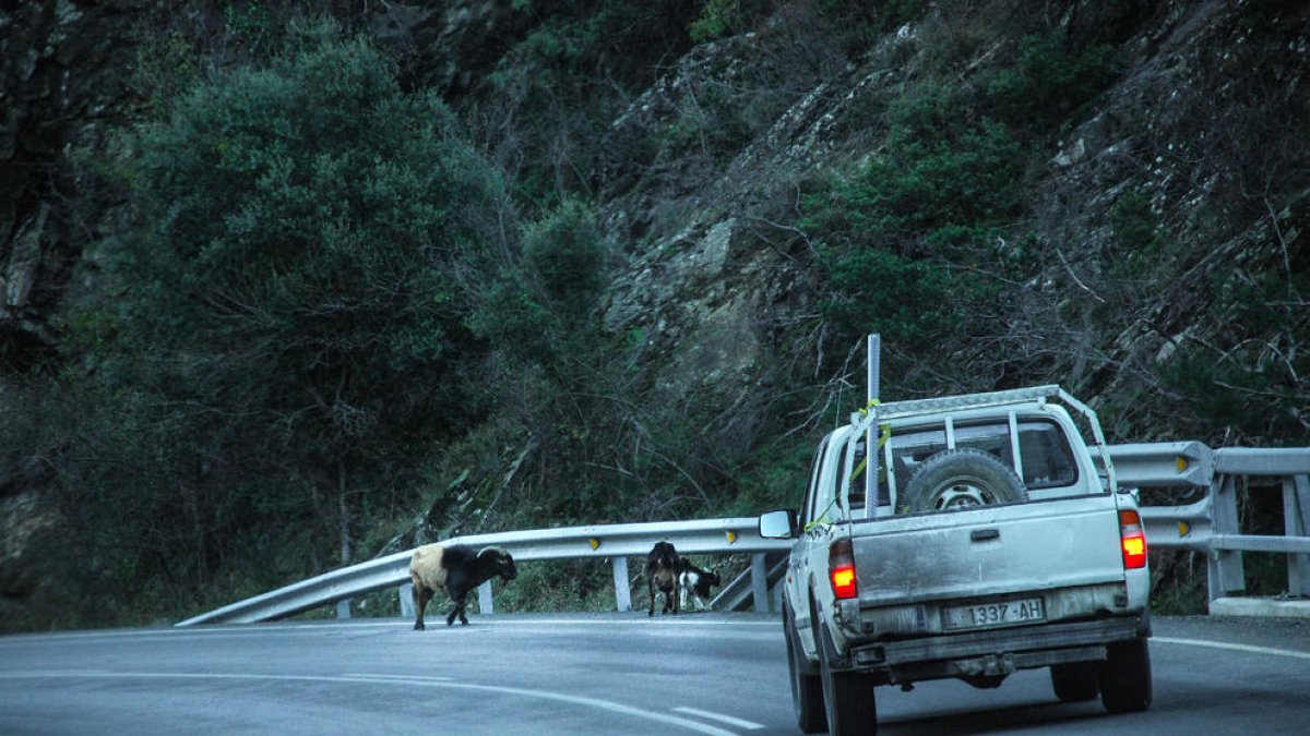 Sal para evitar que las cabras provoquen accidentes - Los Agentes Rurales, en colaboración con Llavorsí, han colocado piedras de sal en lugares estratégicos para evitar que las cabras silvestres bajen a la carretera C-13 y evitar así accident ...