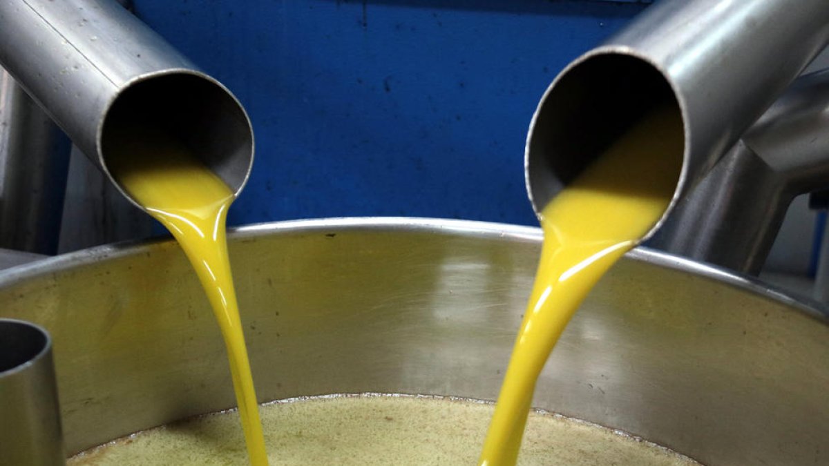 Aceite en una cooperativa leridana.