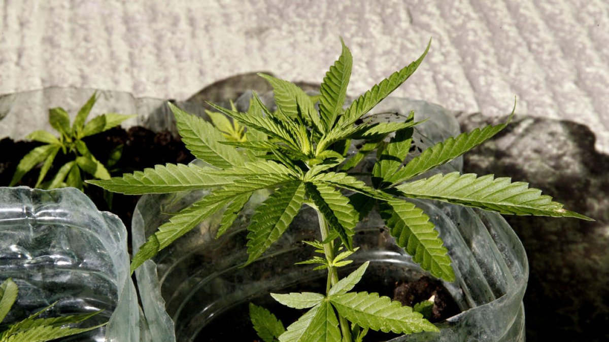 Detall d'una planta de marihuana