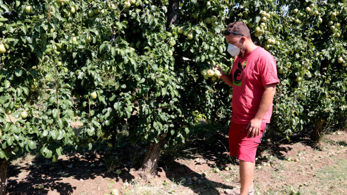 Una de las fincas de pera Blanquilla de Les Borges que debía comenzar a recogerse mañana.