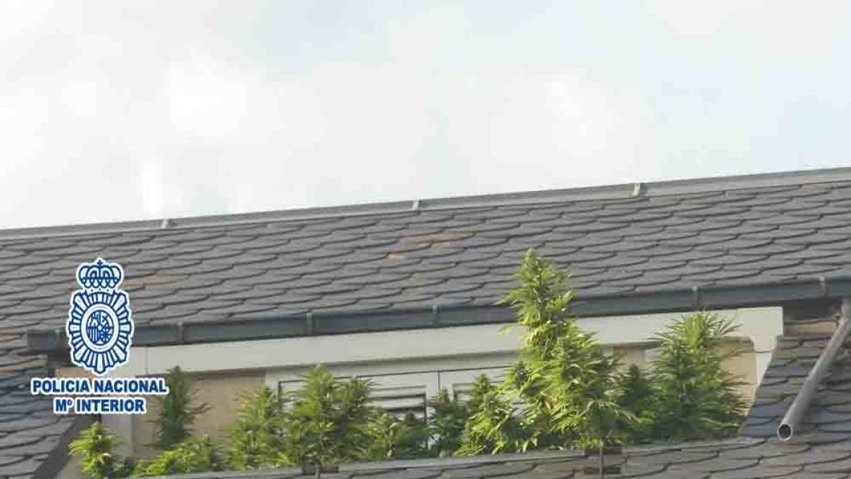 La plantació de marihuana localitzada per la policia a la terrassa d'un àtic de la Seu d'Urgell.