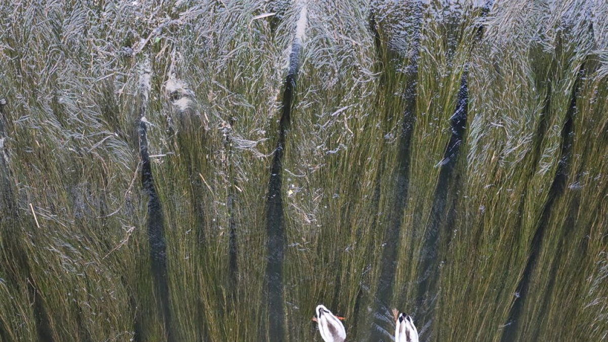 Las plantas acuáticas han colmatado ya varios tramos de la canalización, como puede apreciarse en esta imagen.