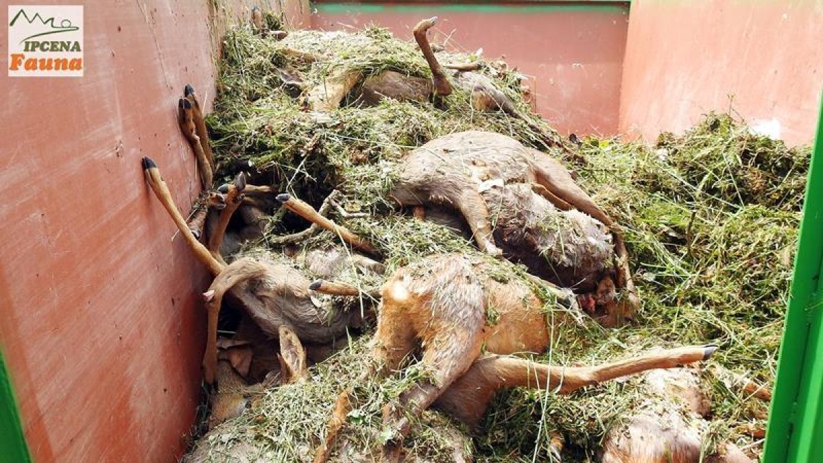 Los animales hallados en un depósito.