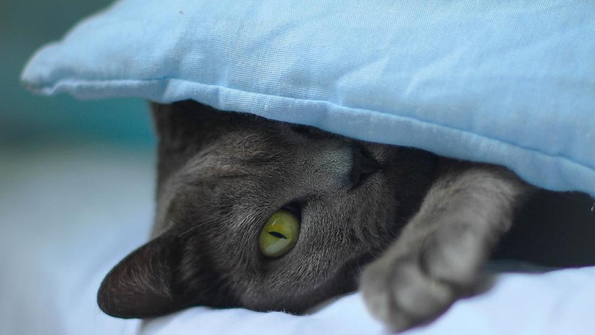 Este es el truco para quedar dormido en menos de un minuto