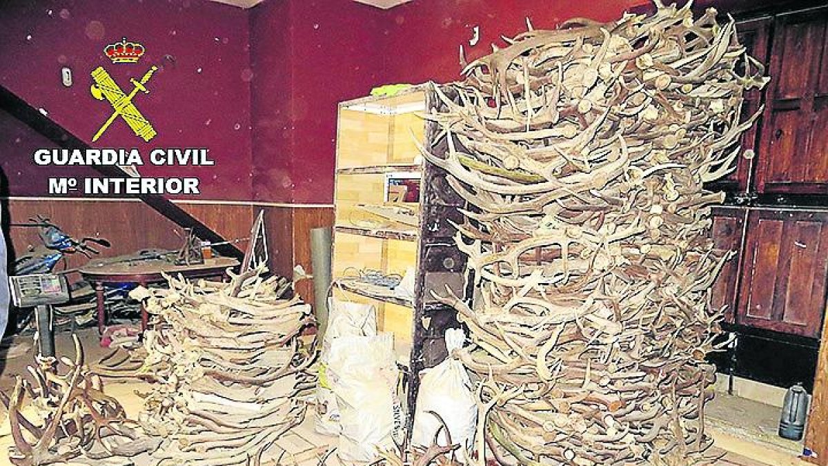 Imagen de cuernas de ciervo y gamo incautadas.