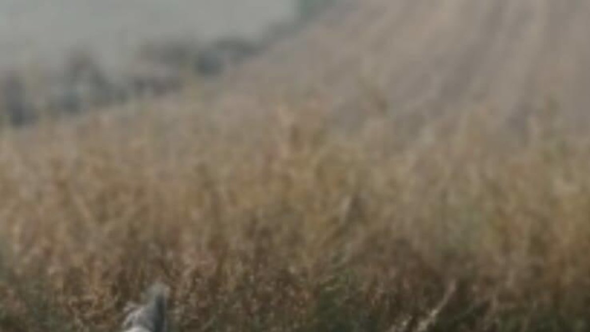 Una família de Penelles ofereix mil euros de recompensa per recuperar el seu gos