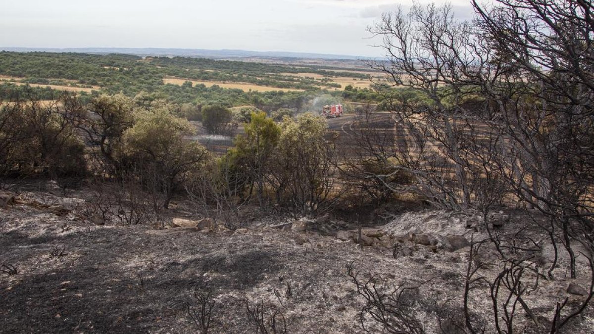 El incendio de La Donzell calcinó un bosque de encinas.