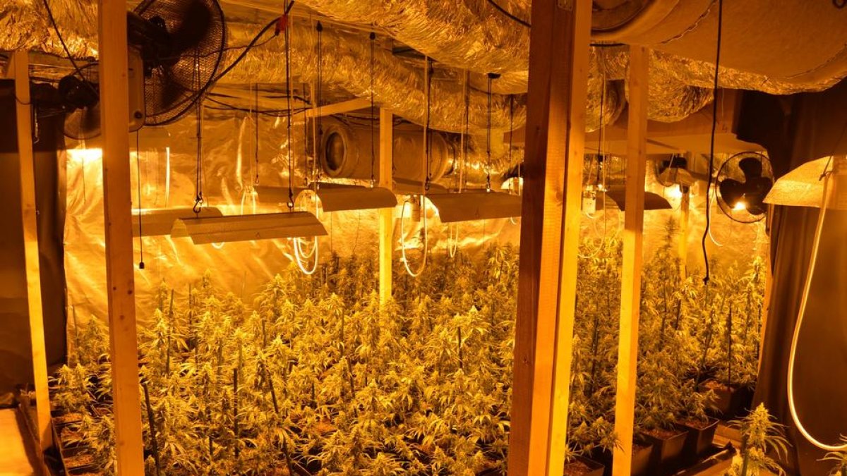 Detinguts dos homes per cultivar més de 1.300 plantes de marihuana a l'Horta de Lleida