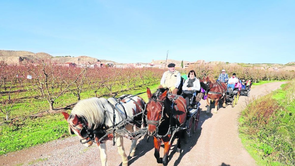Imagen de los paseos en carro que se organizaron ayer por los campos de frutales de Aitona.
