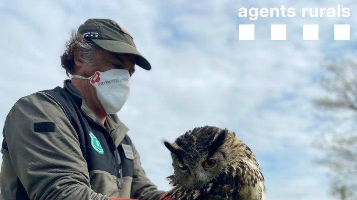 Imatge del duc rescatat a Cervera.