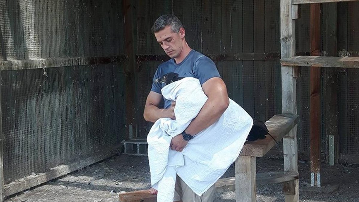 El último polluelo de esta ave nacido en cautividad fue trasladado desde el centro de Vallcalent.