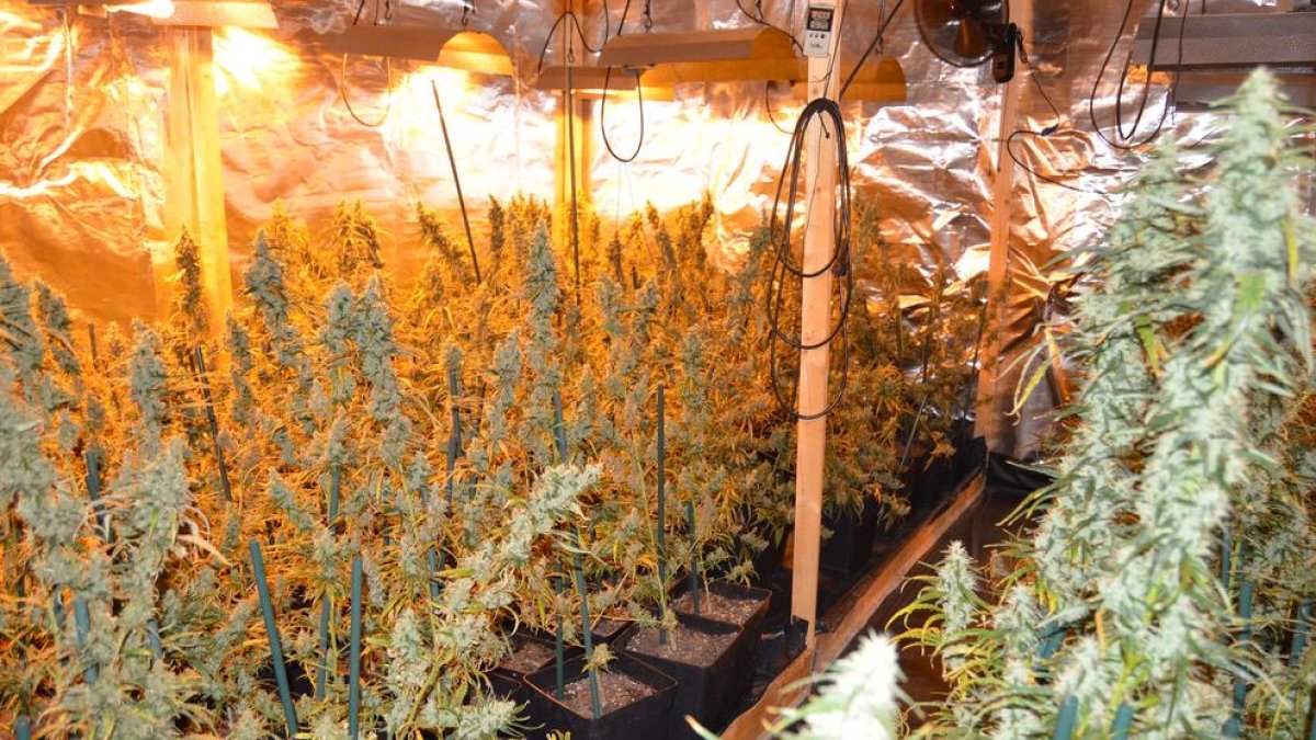 Vista de las plantas de marihuana que fueron intervenidas en esta compleja instalación en L’Horta.