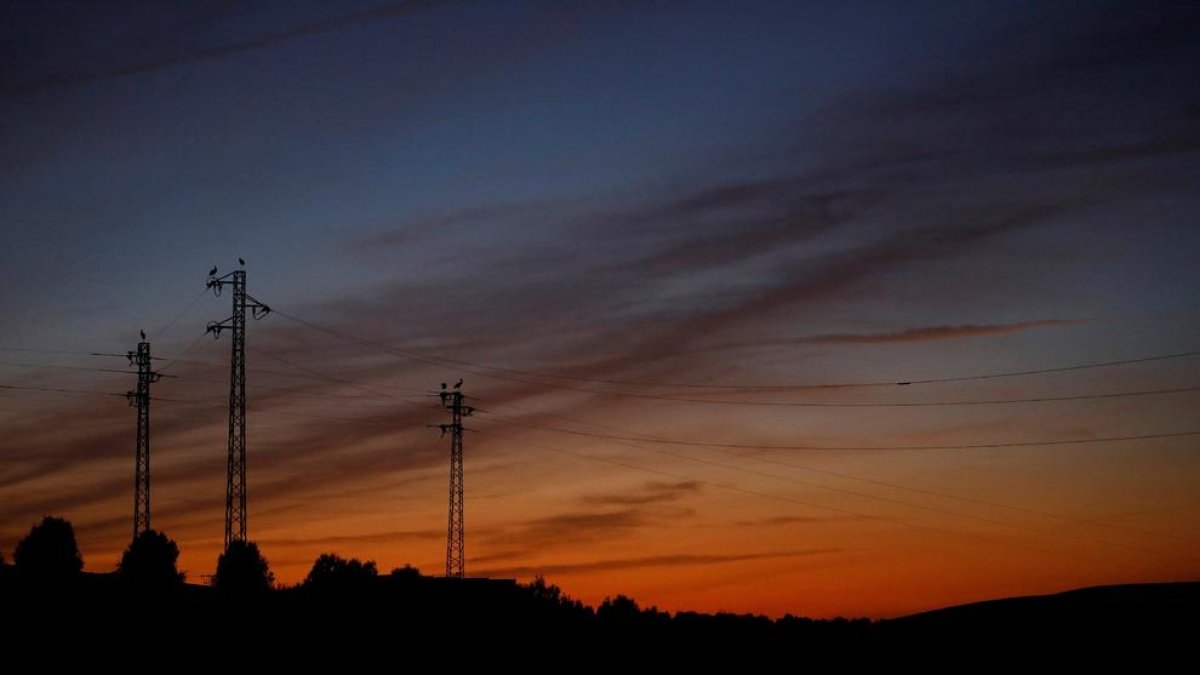 Un grupo de cigüeñas se posan sobre lo postes del tendido eléctrico.