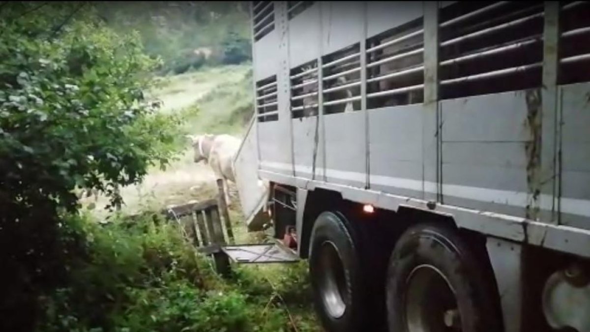 Les primeres vaques van arribar dijous a Bausen des de Ripoll.