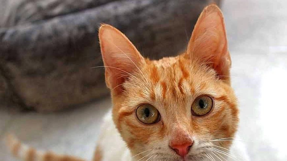 La asociación asume también las operaciones y las asistencias veterinarias de los gatos con problemas de salud.