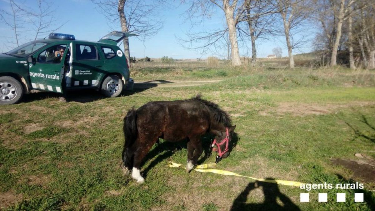 Recuperan un poni perdido en Juneda