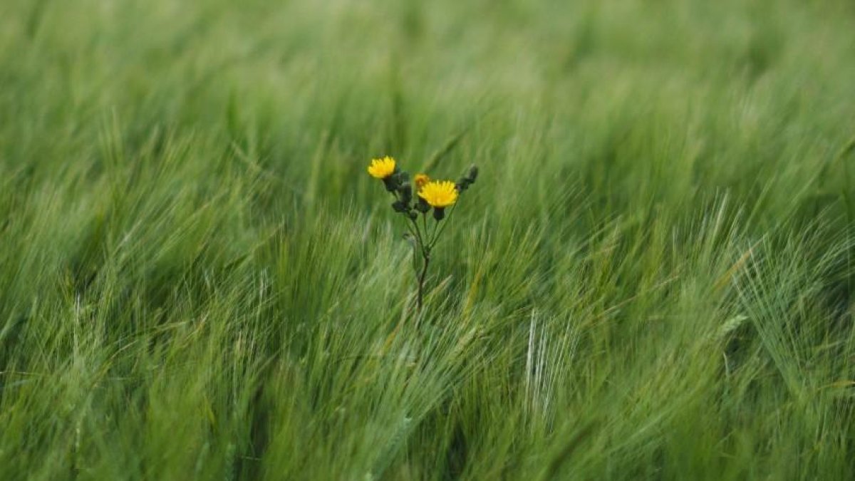 Per què interessen, les males herbes?