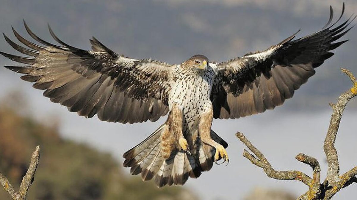 El projecte de conservació de l'àguila cuabarrada a Lleida aconsegueix envolar 13 polls aquest 2019
