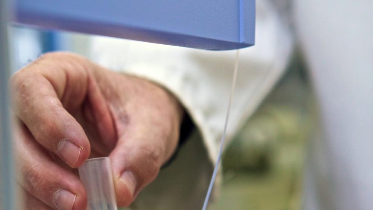 La supervivència en pacients amb càncer renal metastàtic augmenta del 5 al 30%